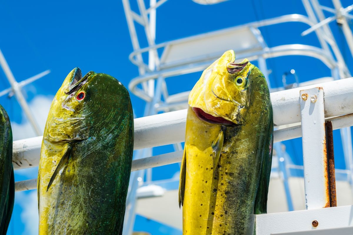 Freshly caught Atlantic dolphin fish at a marina in the Florida Keys.