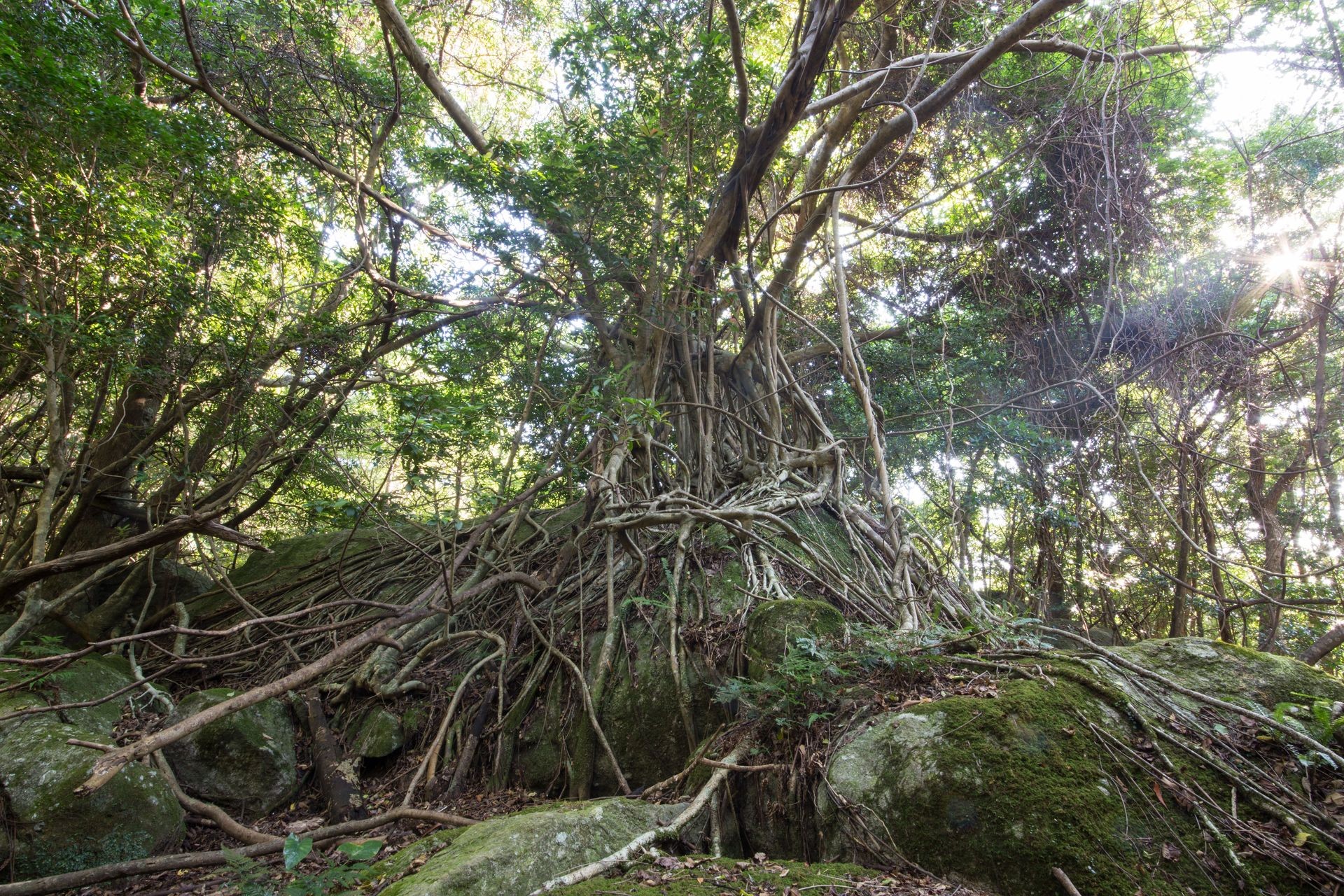 Gajumaru (Ficus microcarpa) at Seibu-Rindo forest path, Yakushima, Japan